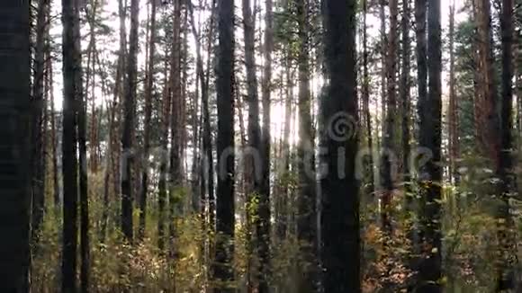 美丽的秋林伴着阳光3840x21604k视频的预览图