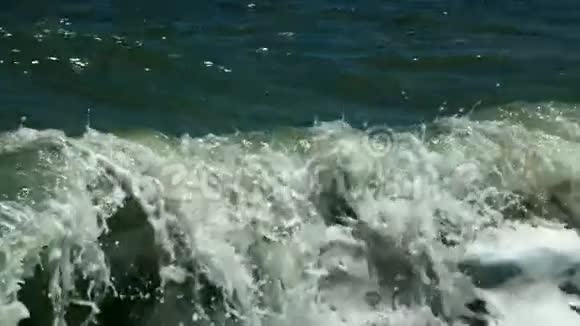 海鸥在浅水中嬉戏视频的预览图