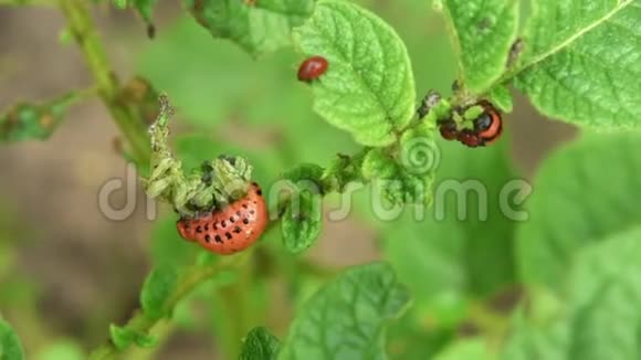 科罗拉多马铃薯甲虫幼虫在花园里吃土豆叶害虫和寄生虫破坏农业作物视频的预览图