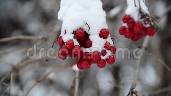 冬季雪中覆盖的充满活力的浆果视频的预览图