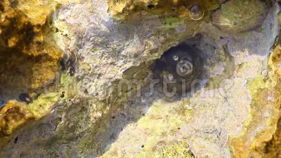 希腊塔索斯岛的爱琴海和带蜗牛和岩石的海滨视频的预览图