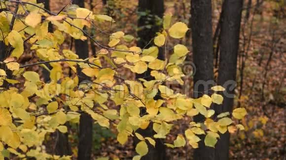 森林里的秋天视频的预览图