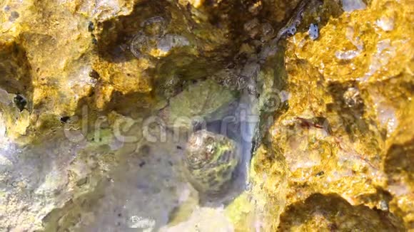 希腊塔索斯岛的爱琴海和带蜗牛和岩石的海滨视频的预览图