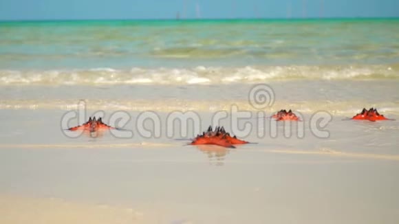 如果一只红海星躺在海滩上特写镜头海星躺在热带海滩上海浪溅在海星身上慢蛾视频的预览图