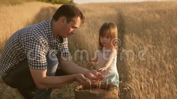 爸爸是一名农艺师小孩子正在麦田里玩袋子里的谷物父亲农夫玩小儿子视频的预览图