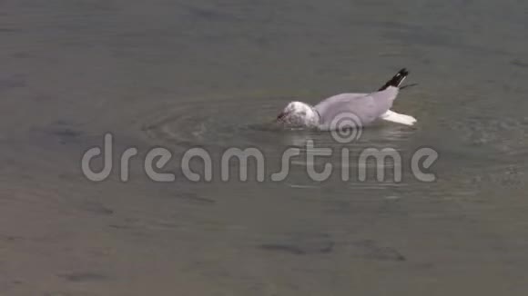 一只海鸥在水面上射击视频的预览图