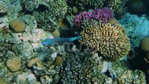 水下五颜六色的热带珊瑚礁鱼类视频的预览图
