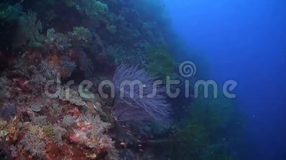 珊瑚礁有巨大的海扇视频的预览图