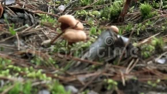 两只毒蕈蘑菇绿苔视频的预览图