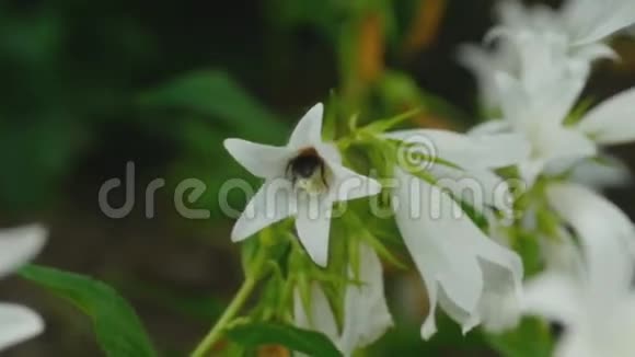 坎帕努拉花上的大黄蜂视频的预览图