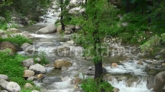 山溪溪流来自森林和灌木视频的预览图