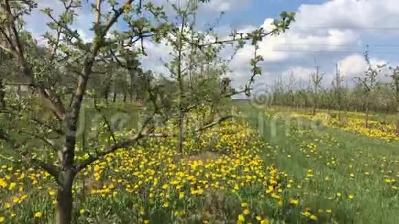 波兰春季果树果园视频的预览图