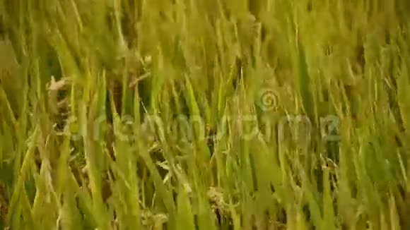 亚洲金稻稻田在风中等待收获视频的预览图