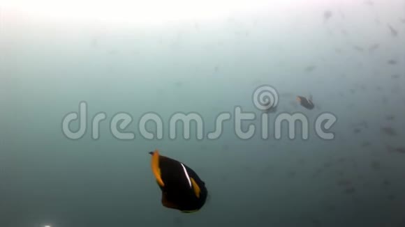 加拉帕戈斯水下的蝴蝶鱼视频的预览图