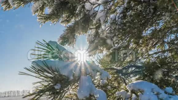 冬雪林中的软雪傍晚的冬景雪中的云杉枝视频的预览图