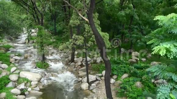 山溪溪流来自森林和灌木视频的预览图