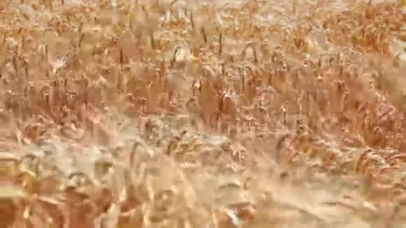 阳光明媚的春天麦田在风中视频的预览图