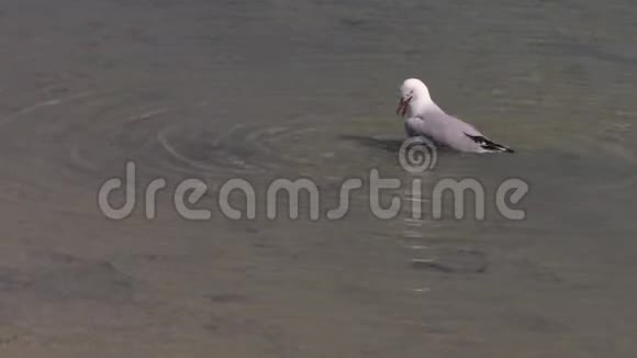 一只海鸥在水面上射击视频的预览图