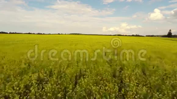 在阳光明媚的日子里鸟瞰菜籽油田空中镜头视频的预览图