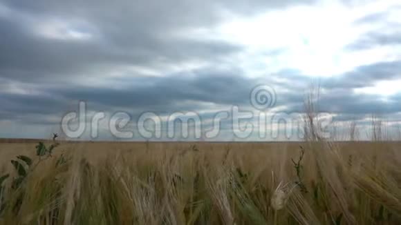 夏天的云在麦田上移动视频的预览图