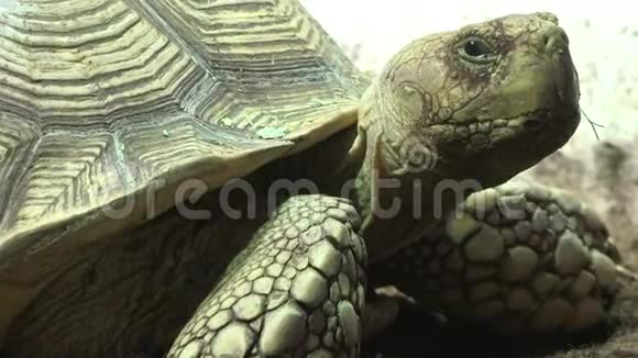 一种野生海龟爬行动物视频的预览图
