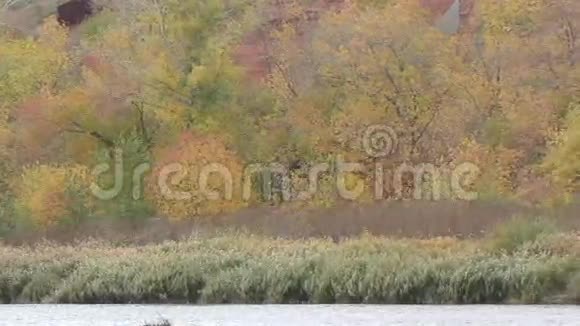 秋天描绘了南方的乌拉尔河视频的预览图