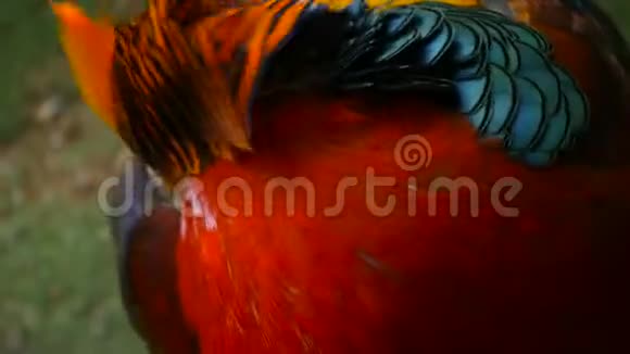 中国红金雉雄性壮美户外野野生外来鸟类的真实本性视频的预览图
