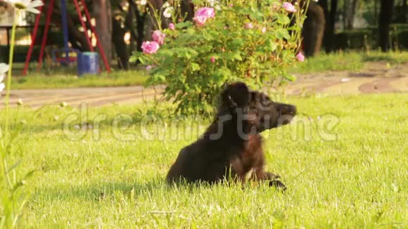 坐在草地上的无家可归的狗视频的预览图