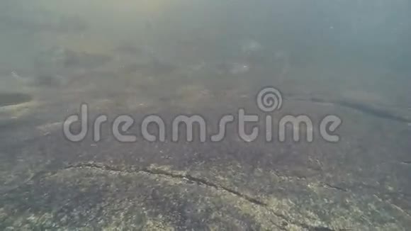 霍查毛瀑布中的Neolissochilus视频的预览图