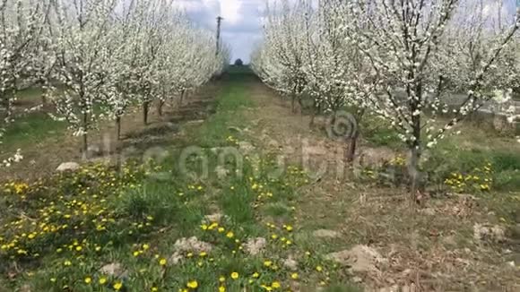波兰春季果树果园视频的预览图