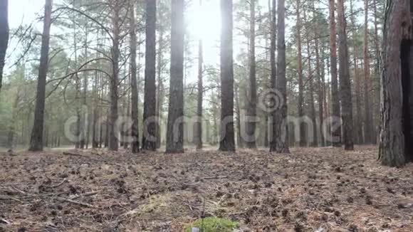 秋天美丽宁静的森林视频的预览图