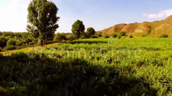美丽的野生藤蔓空中视频的预览图