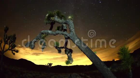 约书亚树在夜间的时间流逝4K视频的预览图