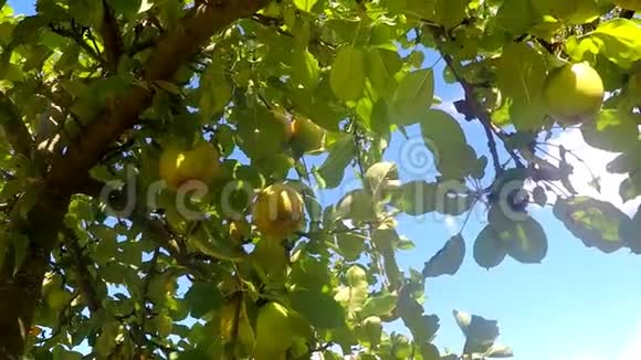 成熟的苹果在树上视频的预览图