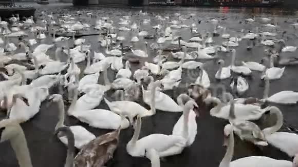 伏塔瓦河里有很多天鹅和鸭子视频的预览图