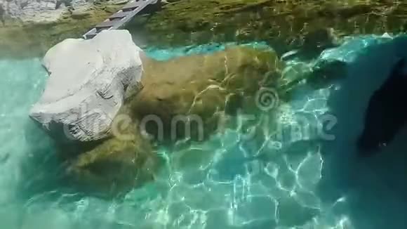 可爱的鱼在绿色的淡水水族馆中移动视频的预览图