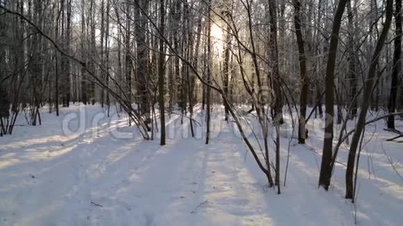 冬林被太阳照亮视频的预览图