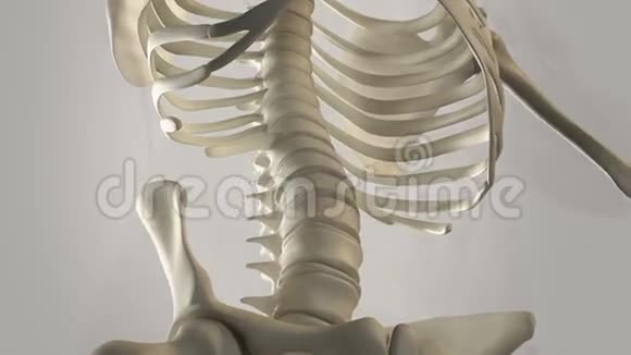 人体解剖学腹部旋转显示不同层次的骨结构血管系统器官和肌肉系统视频的预览图