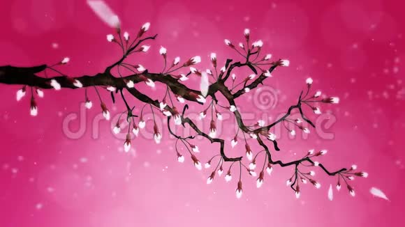 樱花盛开樱桃树枝樱花粉红色樱花红背景视频的预览图