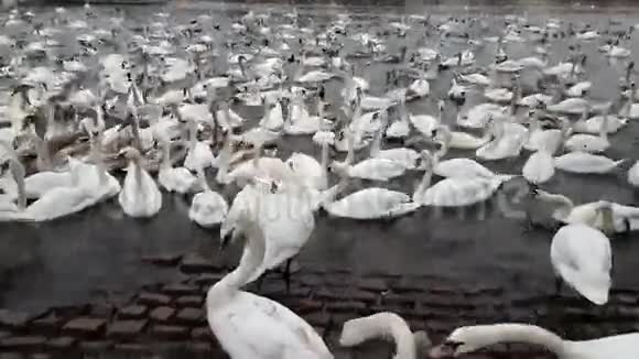 伏塔瓦河里有很多天鹅和鸭子视频的预览图