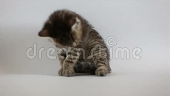 小灰小猫洗澡视频的预览图