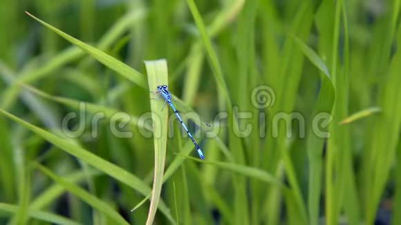 蜻蜓拿铁在夏日里坐在绿草上摇曳着风视频的预览图