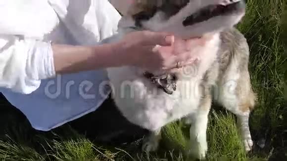 美丽的女孩在湖边草地上玩狗动物宠物朋友情感快乐微笑狗慢动作视频的预览图