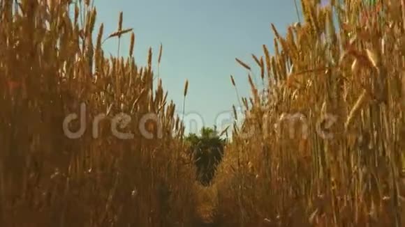 在蓝天的映衬下成熟的小麦小麦穗粒摇风粮食收成在视频的预览图