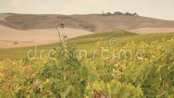 托斯卡纳秋季葡萄园视频的预览图