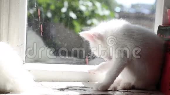 小白小猫洗澡视频的预览图