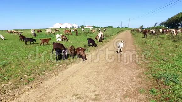 葡萄牙农村的绵羊和山羊视频的预览图