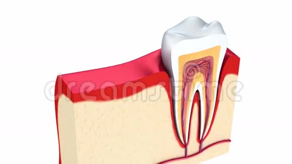 颌骨健康牙齿及种植牙的解剖视频的预览图