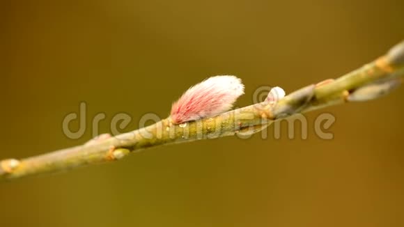 柳树在德国春天开花视频的预览图