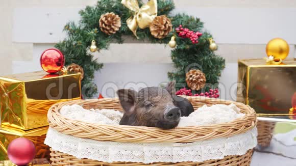 一只可爱的猪躺在篮子里视频的预览图